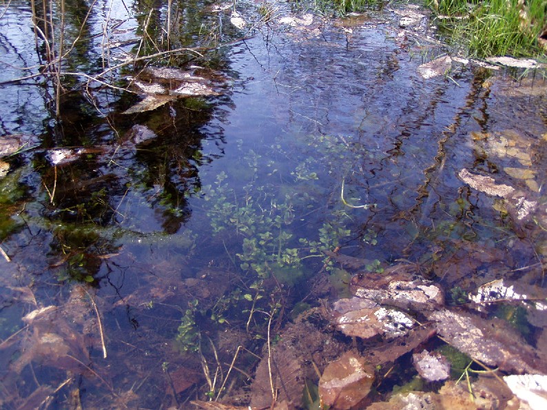 Laghetto di Montieri: biotopo meritevole!